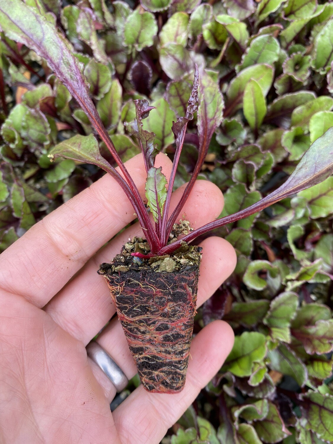 Red Beetroot Seedlings Red Beetroot Seedlings