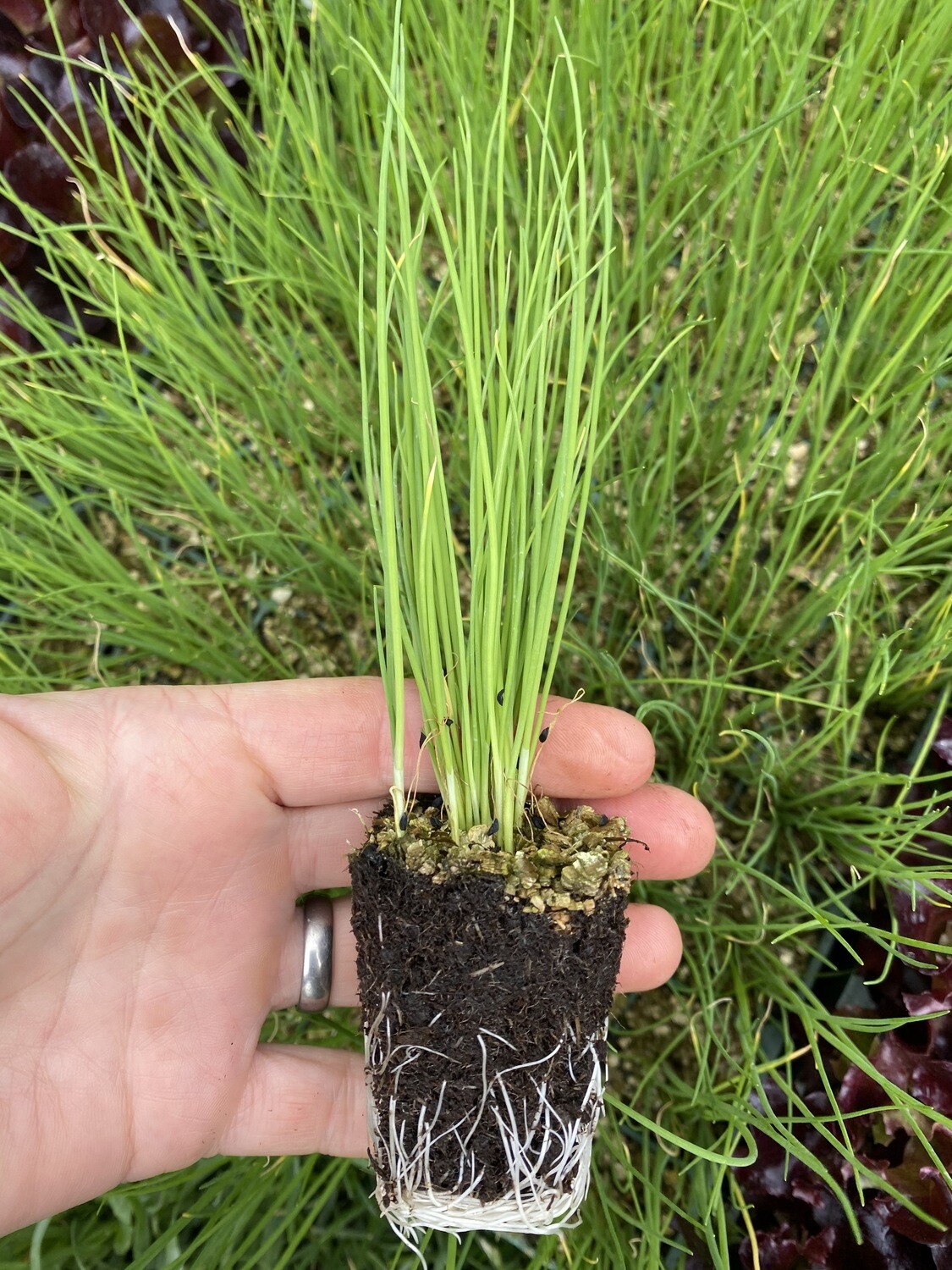 Chive Seedlings Chive Seedlings