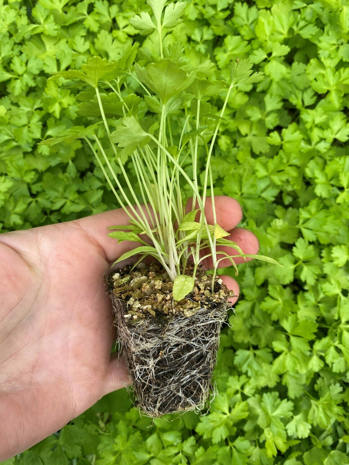 Parsley Seedlings Parsley Seedlings