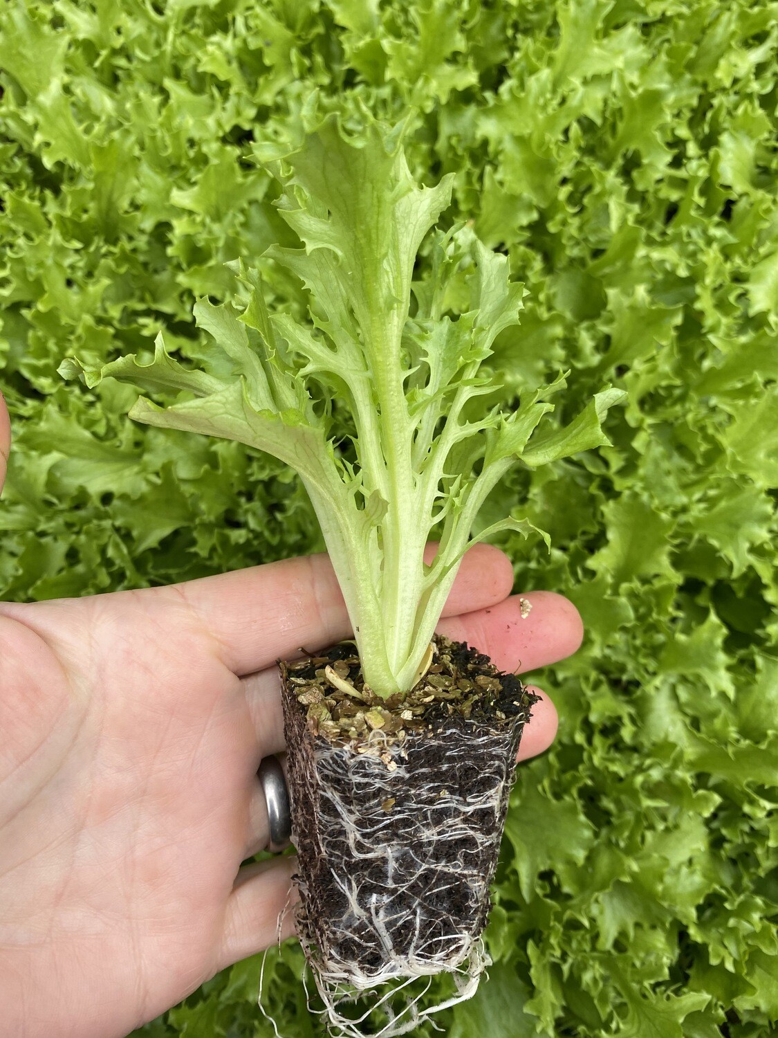 GREEN Lettuce Seedlings GREEN Lettuce Seedlings