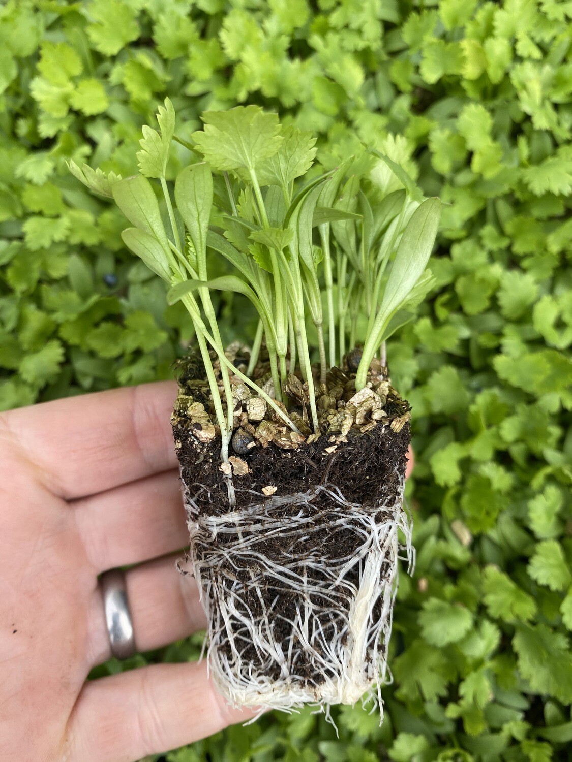 Coriander Seedlings Coriander Seedlings