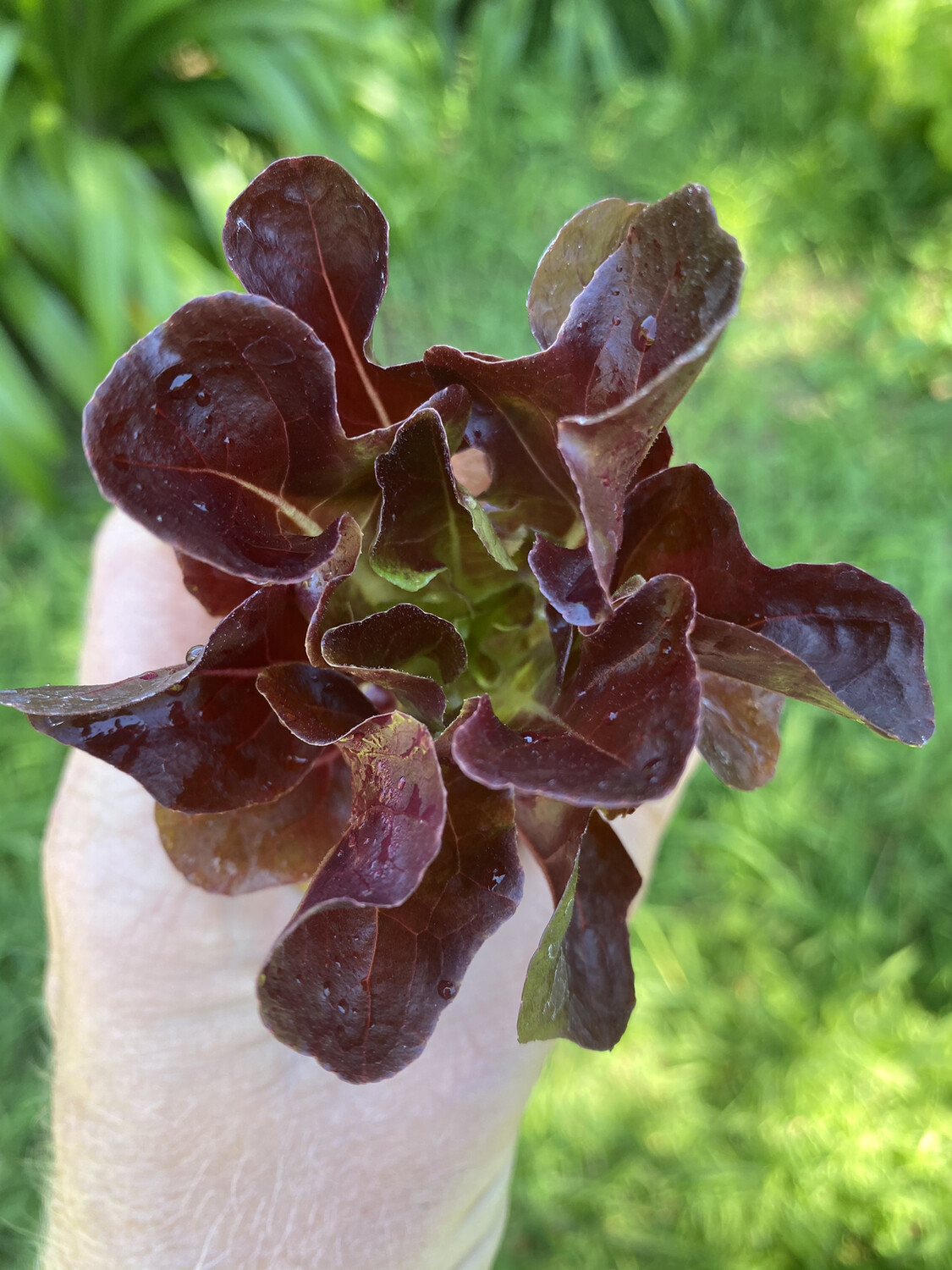 RED Lettuce Seedlings RED Lettuce Seedlings