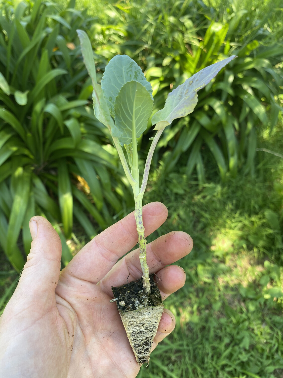 Broccoli Seedlings *netting recommended Broccoli Seedlings *netting recommended