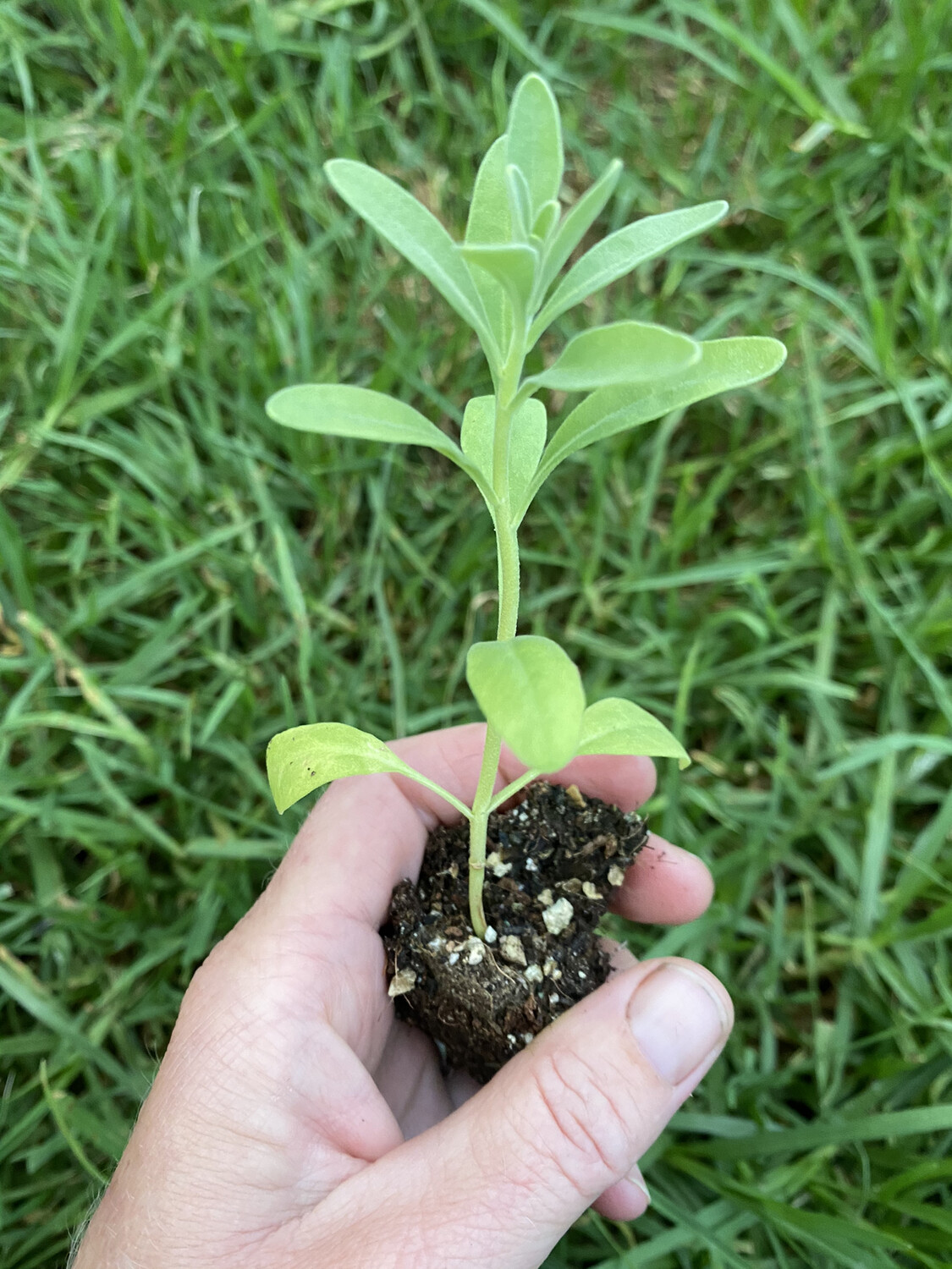 Pink Stock (double petals) Seedlings Pink Stock (double petals) Seedlings