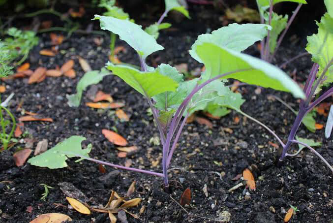Purple Kohlrabi Seedlings Purple Kohlrabi Seedlings