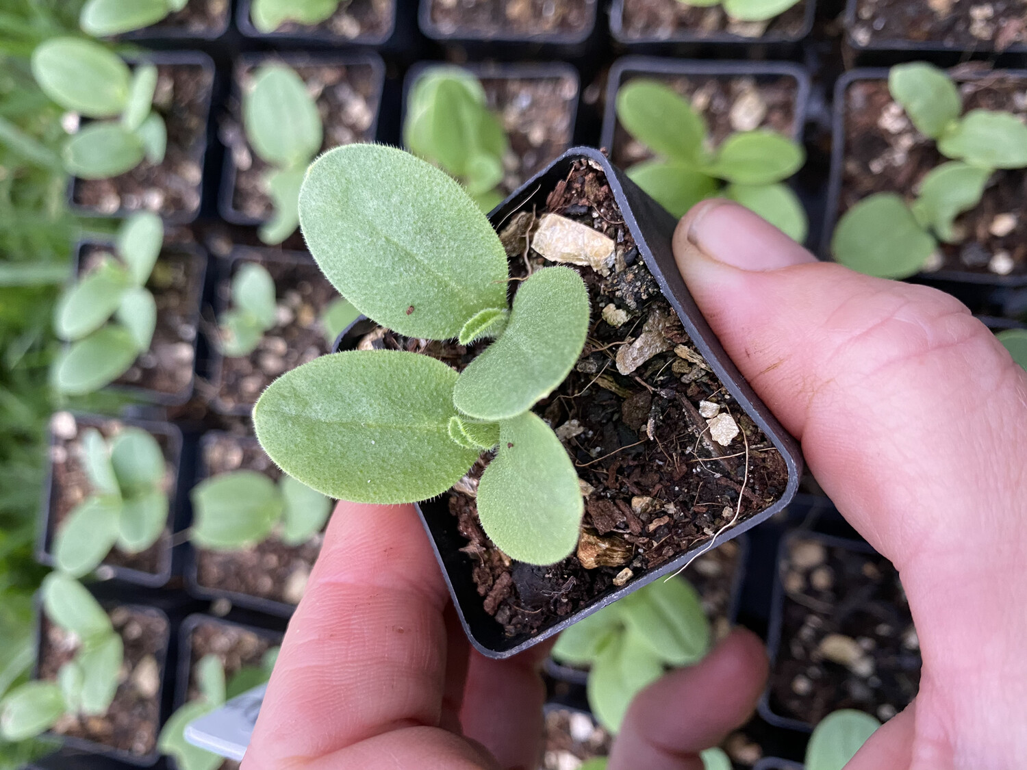 White Borage Flower Seedlings White Borage Flower Seedlings