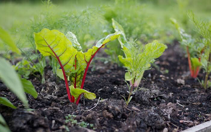 Rainbow Chard Seedlings Rainbow Chard Seedlings