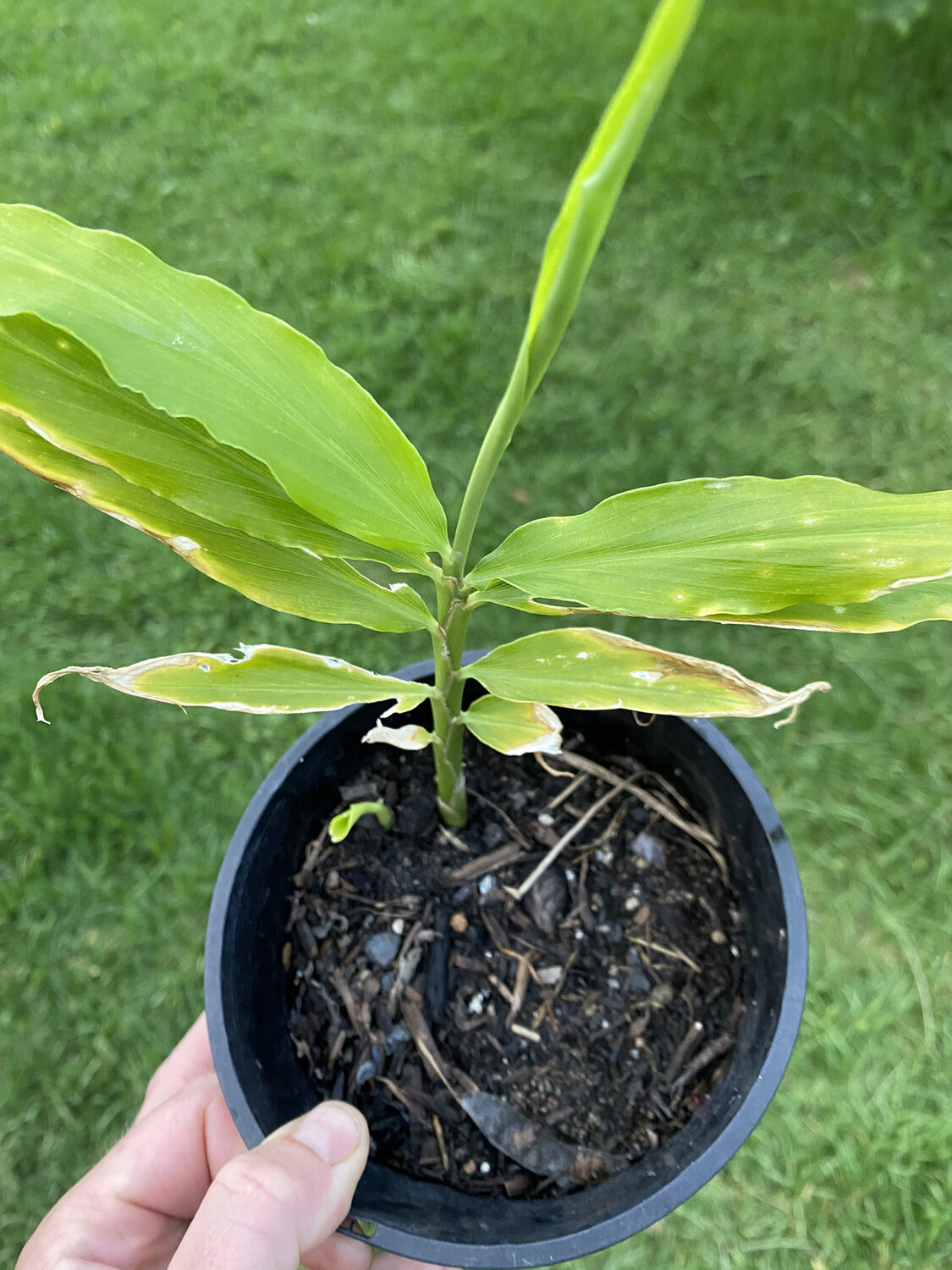 Ginger Seedlings Ginger Seedlings