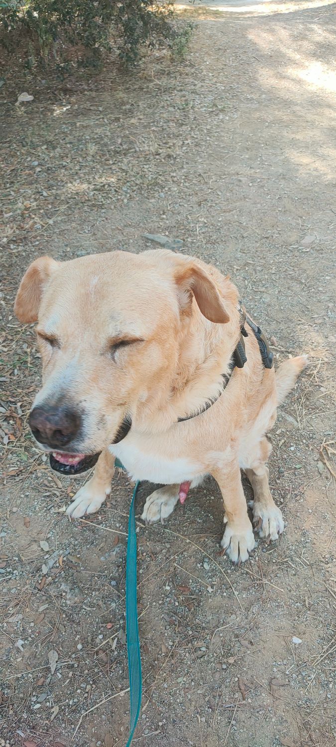 Visita veterinaria
