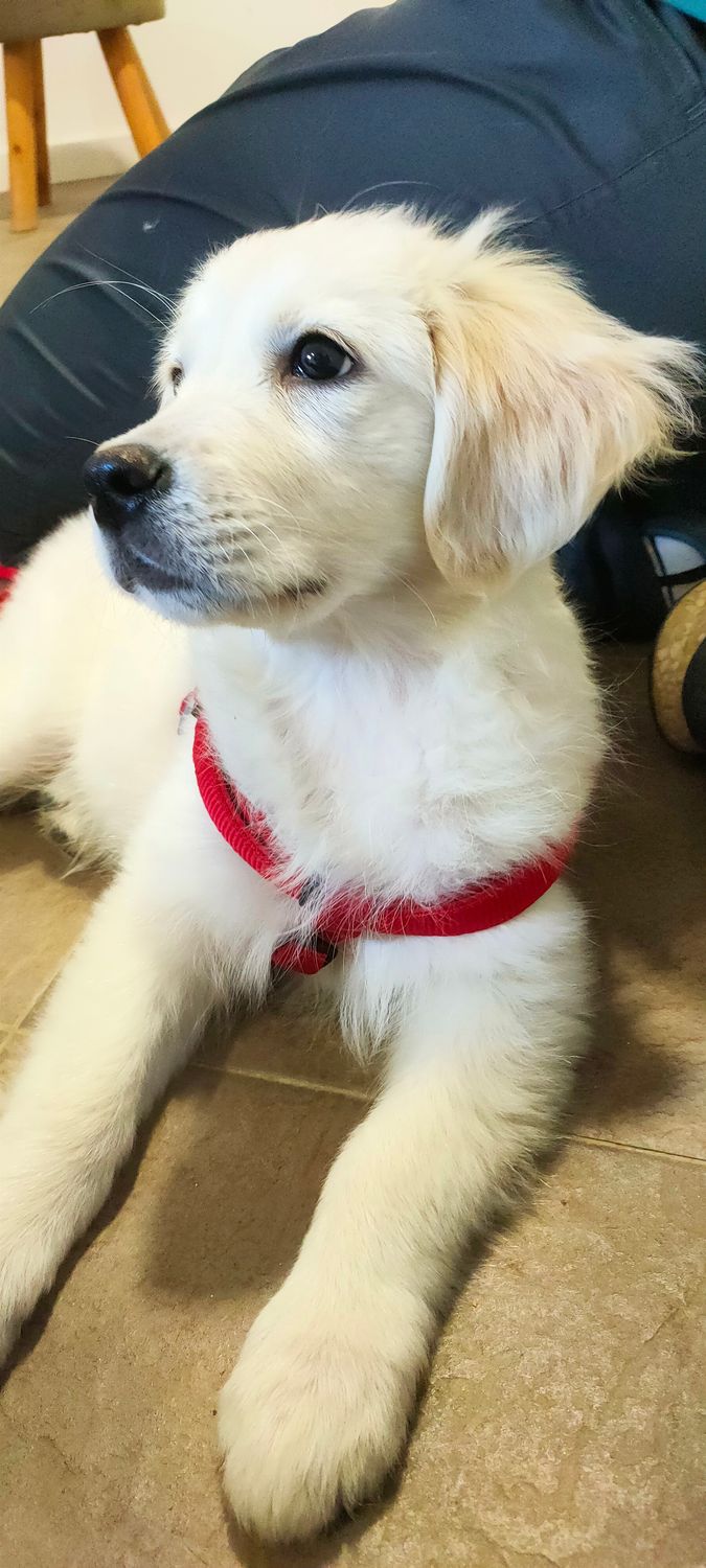 Asesoramiento Pre-adopción