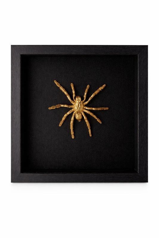 Gouden Vogelspin in Zwarte Lijst