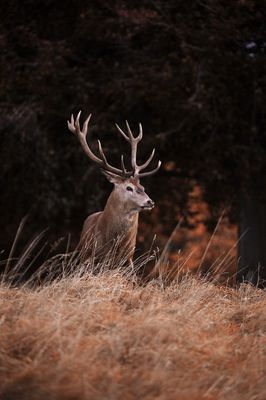 Jagdvermittlung