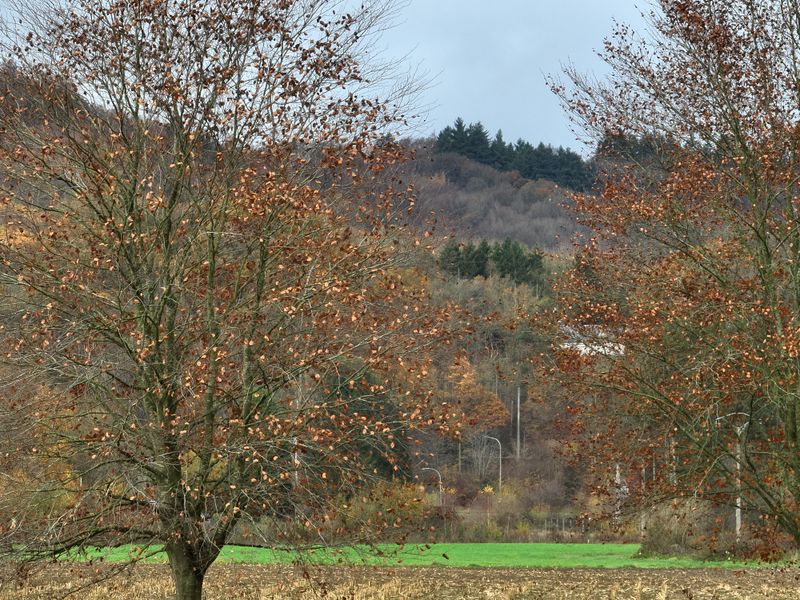Herfstbomen aan de Vallei – Natuurfoto in Warme Kleuren