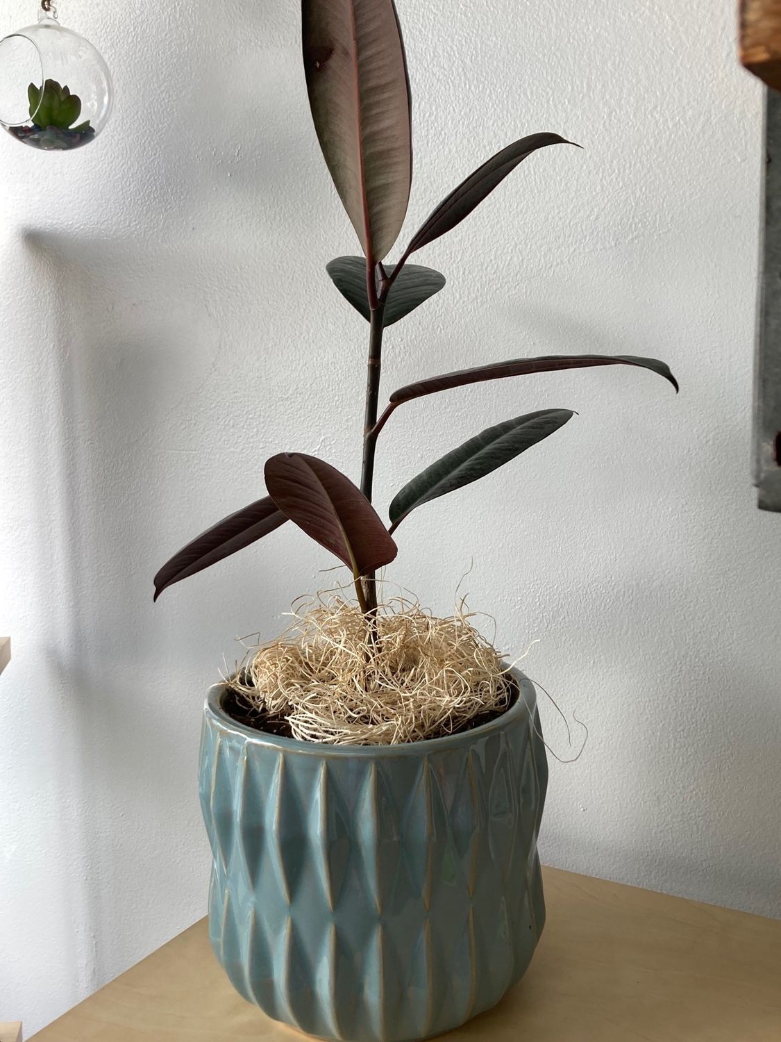 Plant/Pot Combo- Burgundy Ficus in Green Ceramic