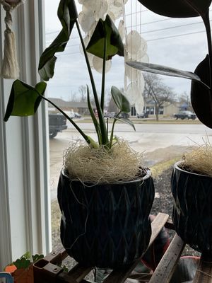 Plant/Pot Combo- Deliciosa in Royal Blue Ribbed Ceramic