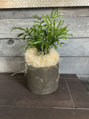 Plant/Pot Combo Parlor Palm in Brown Ceramic