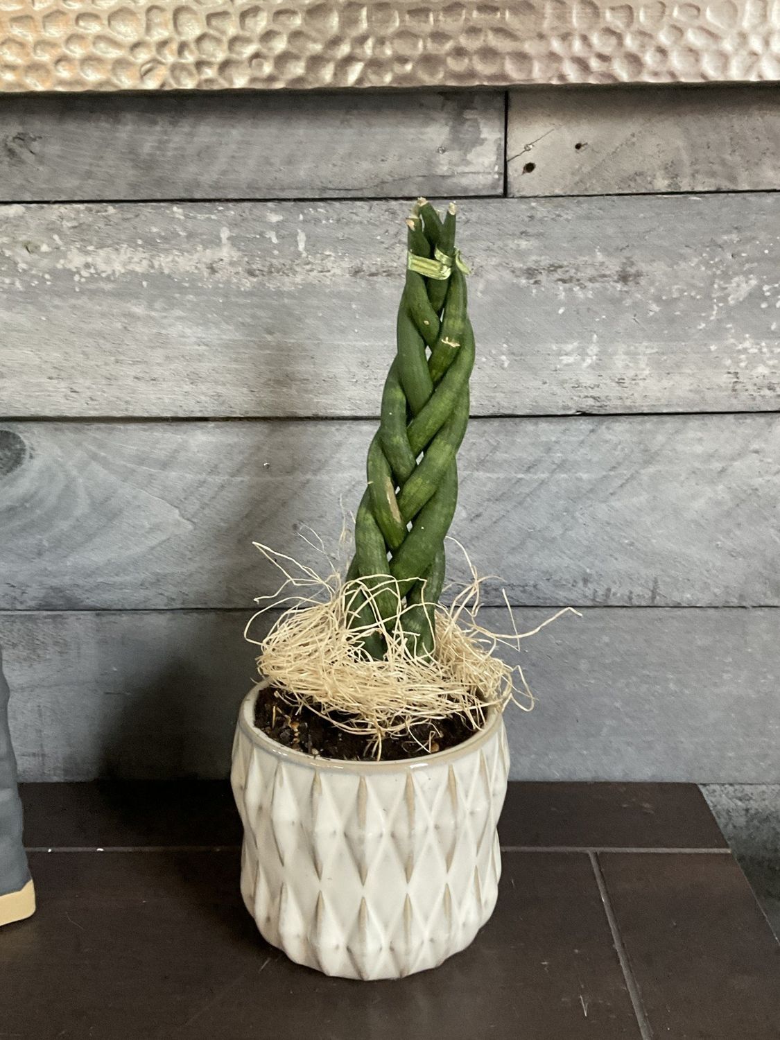 Plant/Pot Combo- Braided Sansevieria in White Ribbed Ceramic