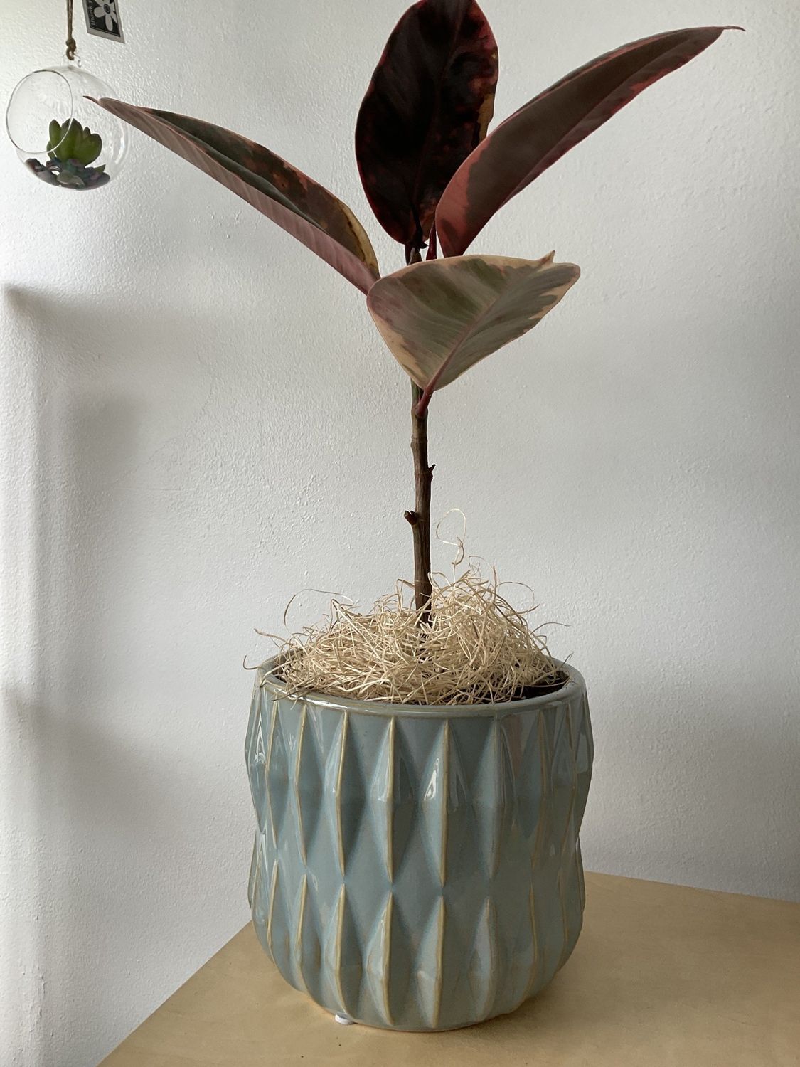 Plant/Pot Combo- Ruby Pink in Light Blue Ribbed Ceramic
