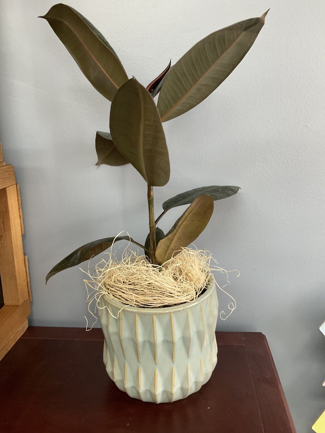 Plant/Pot Combo Burgundy Ficus in Green Ceramic