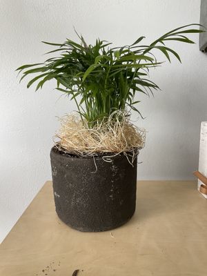 Plant/Pot Combo Parlor Palm in Brown Ceramic