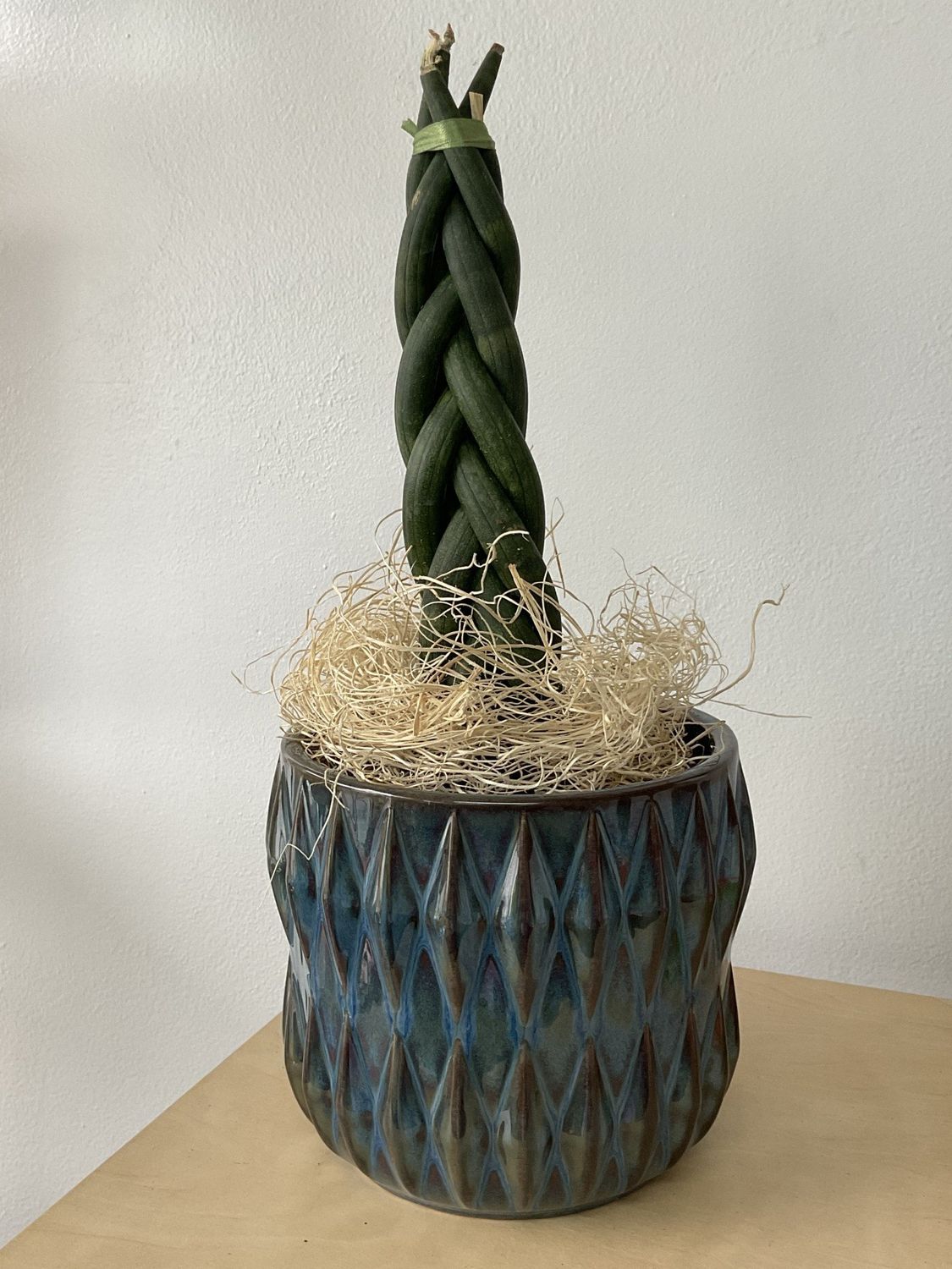 Plant/Pot Combo- Braided Sansevieria in Royal Blue Ribbed Ceramic