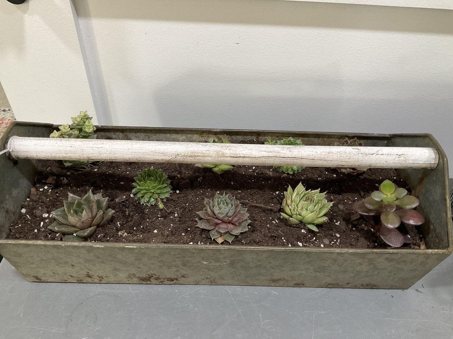 Succulents Tool Basket In Store Pick Up Only