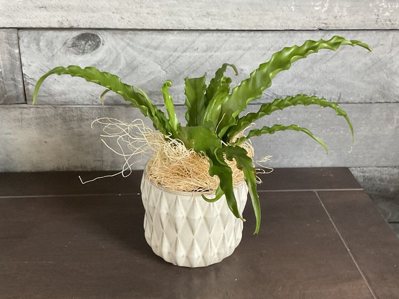 Java Fern Plant