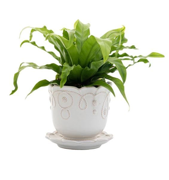 Jardins Du Monde Whitewash 5&quot; Planter &amp; Saucer