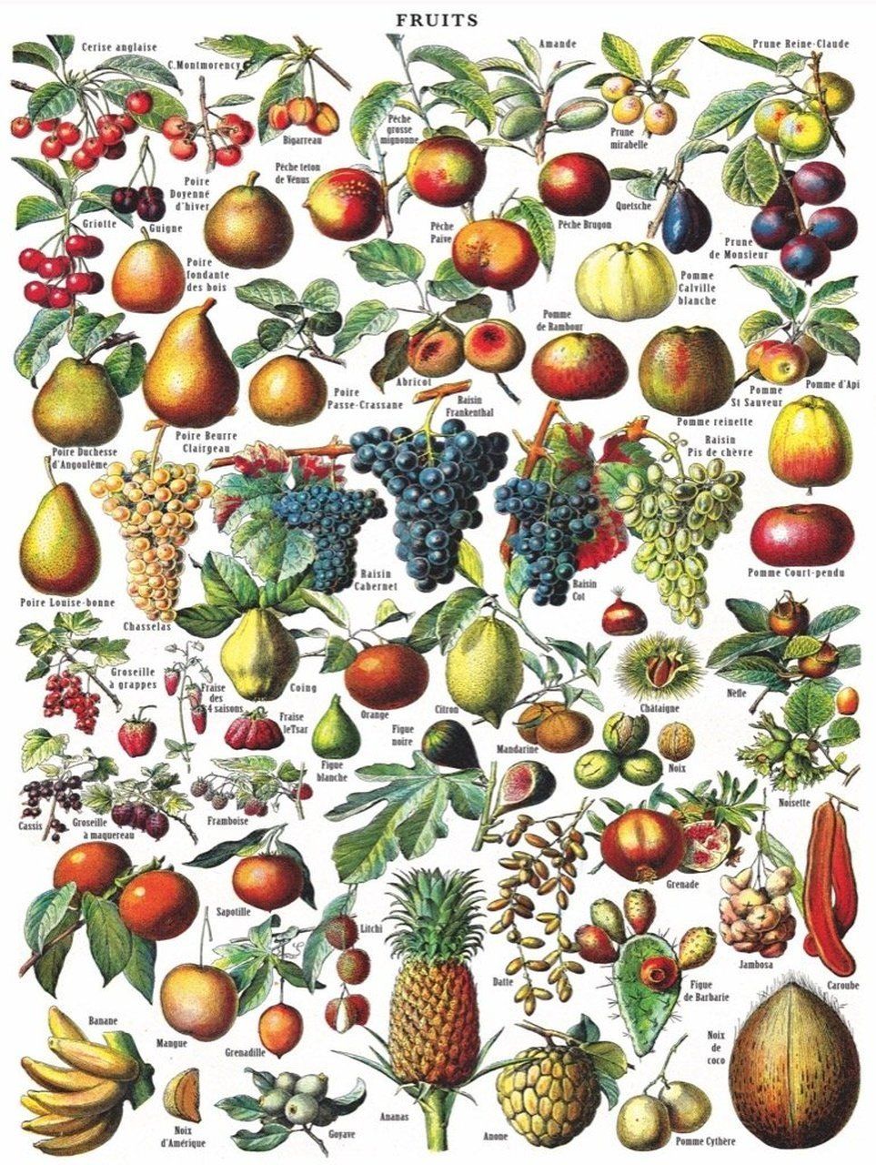 Fruits 1000pc New York Puzzle Company Jigsaw Puzzle