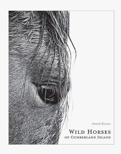 Wild Horses of Cumberland Island