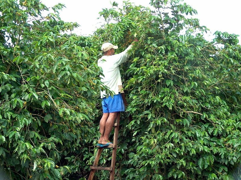 Brazil Conquista *from our family&#39;s farm*