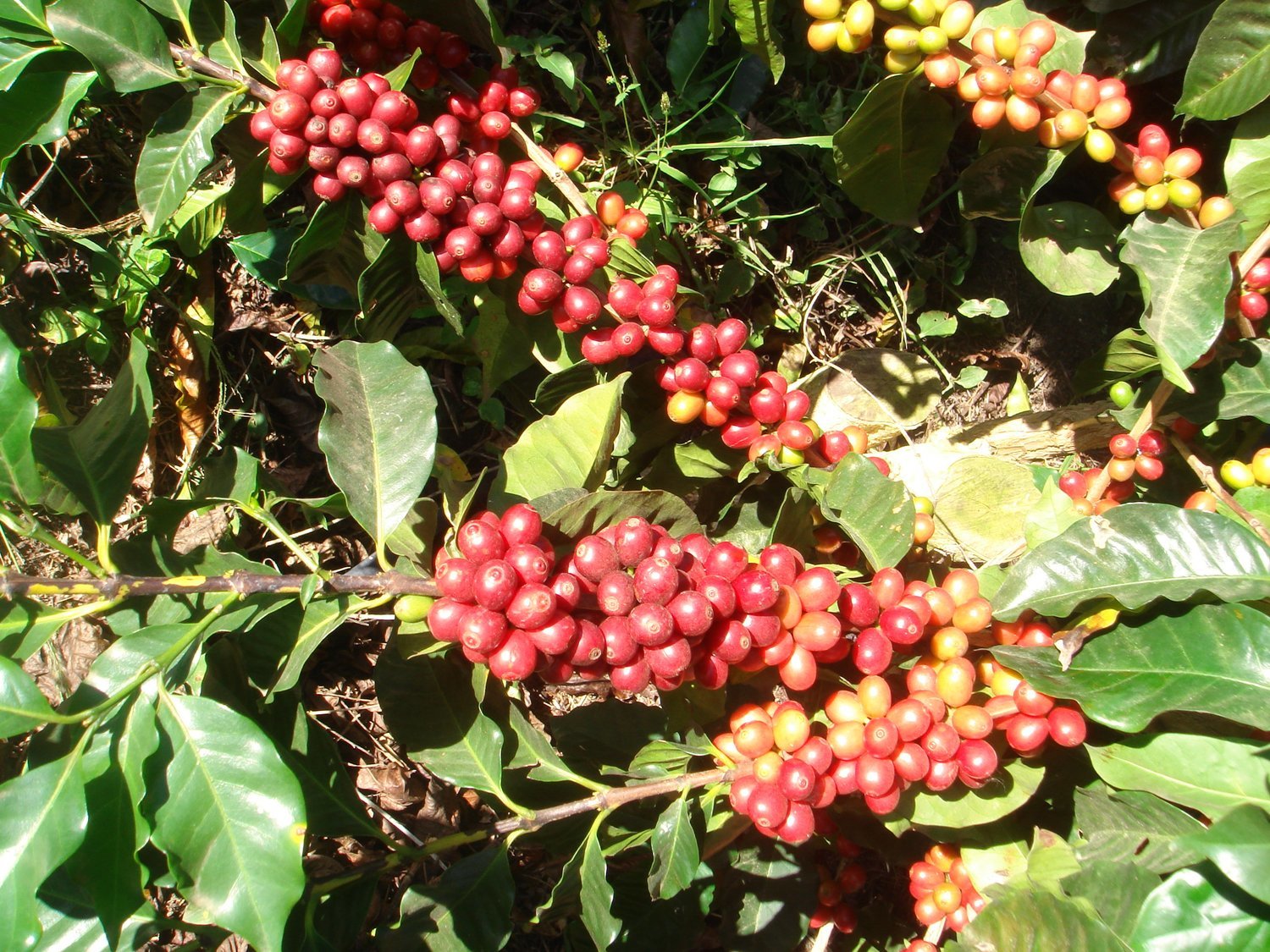 DECAF (Brazil, medium roast)