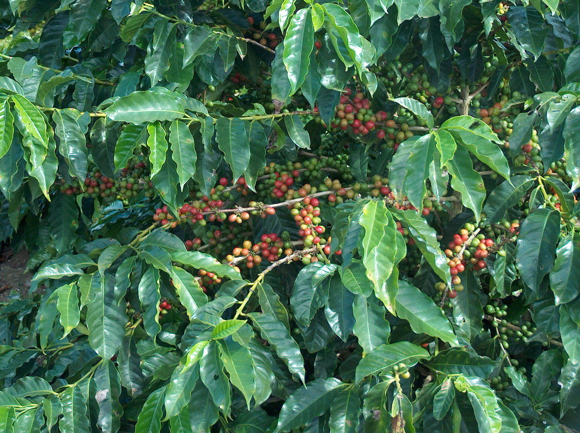 CHOICE CITY (Brazil, medium roast) *from our family&#39;s farm*