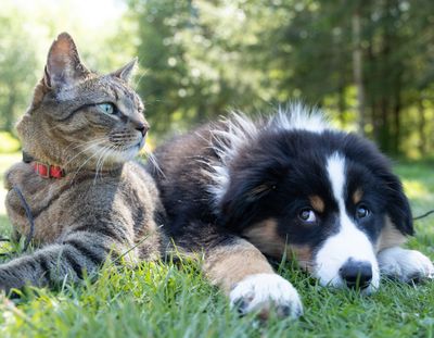 Pet