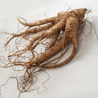 新鲜花旗参 Fresh American Ginseng ( 1 磅) 袋装