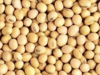黄豆 1磅 Soybean