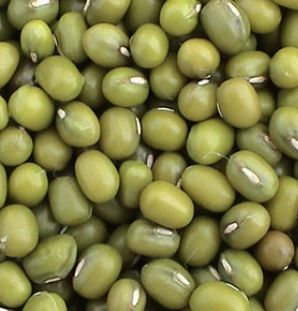 绿豆 1磅 Green Bean