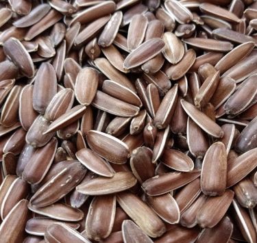土香瓜子 1磅 Roasted Sunflower Seeds