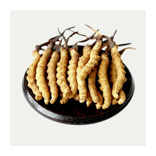 Y 精选顶级西藏冬虫夏草 AA (1安士, 约140条)