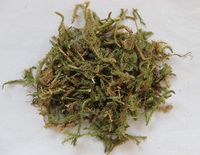 伸筋草 1磅