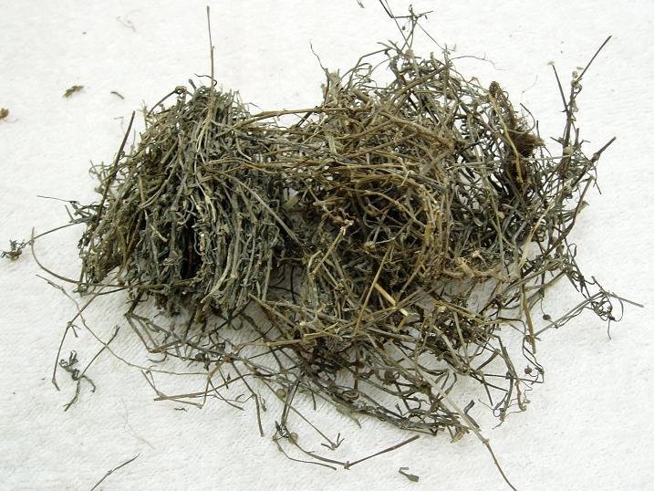 白花蛇舌草 1磅