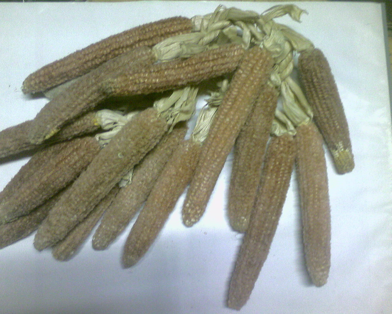 玉米芯 1磅