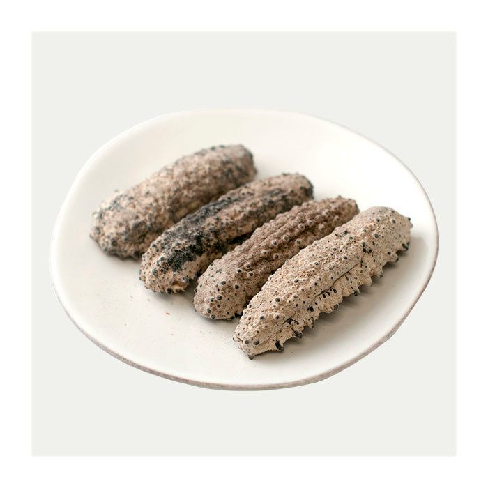 South American Spiny Sea Cucumber Large 1 lb