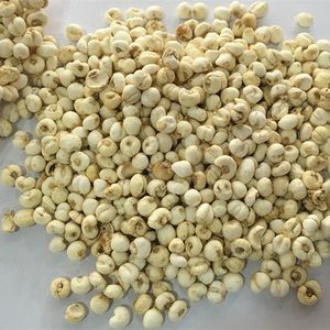 川贝母 野生 1磅