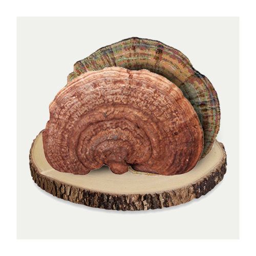 美国野生平盖灵芝 1磅