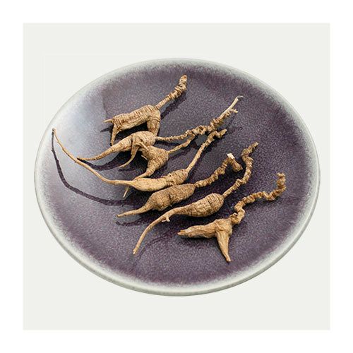 American Wild Ginseng Root (1 Root) 1/8 oz
