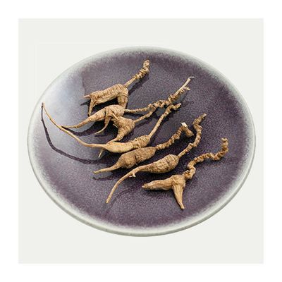 American Wild Ginseng Root (1 Root) 1/8 oz