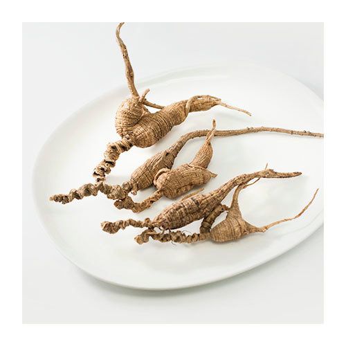 Wild American Ginseng Whole Roots — 1/4 oz (1 root)