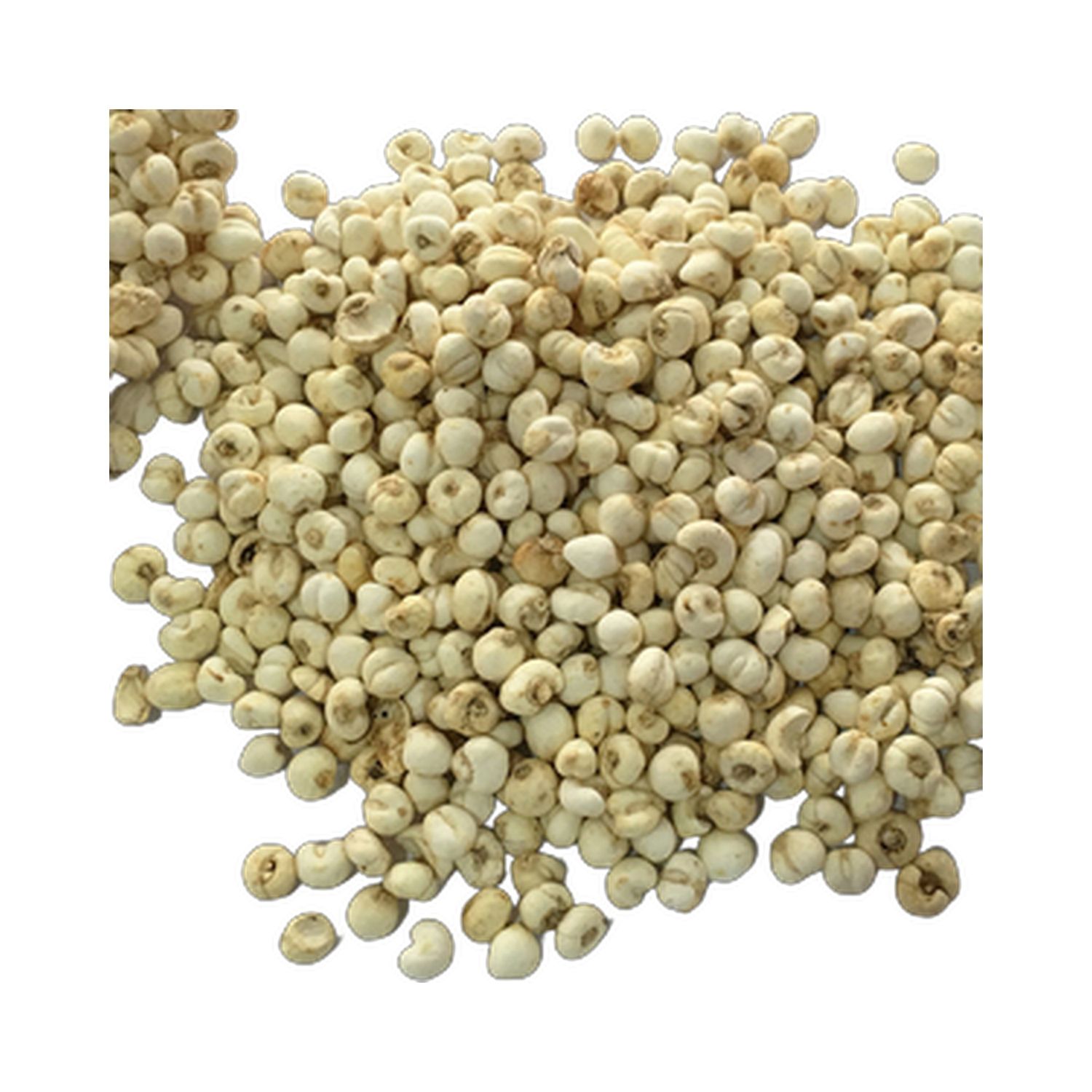 川贝母 野生 1磅