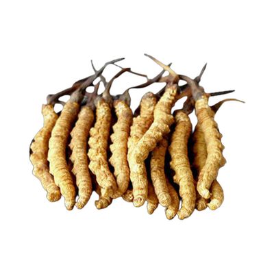 精选顶级西藏冬虫夏草 1安 约140条